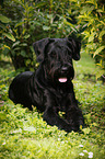 lying Giant Schnauzer