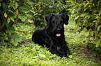 lying Giant Schnauzer