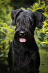 Giant Schnauzer Portrait