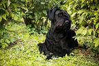 lying Giant Schnauzer