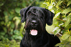 Giant Schnauzer Portrait