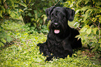 lying Giant Schnauzer