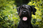 Giant Schnauzer Portrait