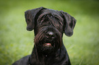 Giant Schnauzer Portrait