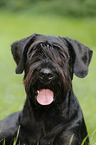 Giant Schnauzer Portrait