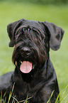 Giant Schnauzer Portrait