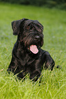 lying Giant Schnauzer