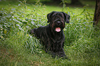 lying Giant Schnauzer