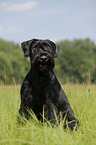 sitting Giant Schnauzer