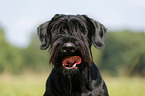 Giant Schnauzer Portrait