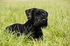 lying Giant Schnauzer