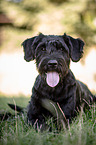 lying Giant Schnauzer