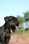 Giant Schnauzer Portrait