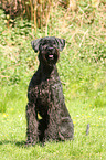 sitting Giant Schnauzer