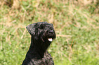 Giant Schnauzer Portrait