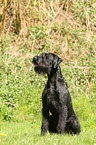 sitting Giant Schnauzer