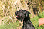 Giant Schnauzer Portrait