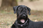 Giant Schnauzer Portrait