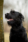 Giant Schnauzer Portrait