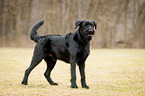 standing Giant Schnauzer