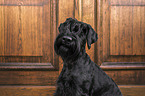 Giant Schnauzer Portrait