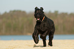 running Giant Schnauzer