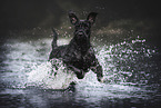 running Giant Schnauzer