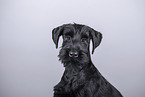 young giant schnauzer in front of grey background