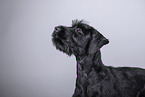 young giant schnauzer in front of grey background