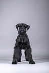 young giant schnauzer in front of grey background