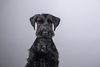 young giant schnauzer in front of grey background