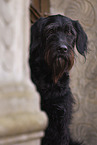 Giant Schnauzer Portrait