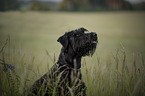 Giant Schnauzer