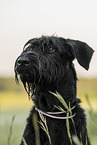 Giant Schnauzer