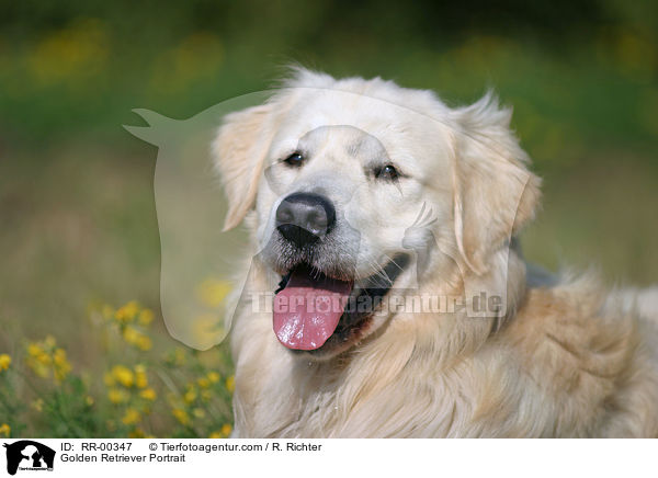 Golden Retriever Portrait / Golden Retriever Portrait / RR-00347