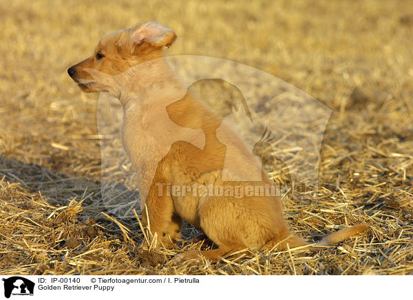 Golden Retriever Welpe / Golden Retriever Puppy / IP-00140