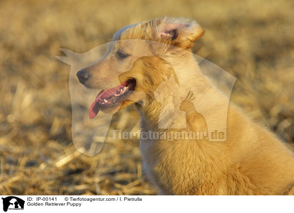 Golden Retriever Welpe / Golden Retriever Puppy / IP-00141