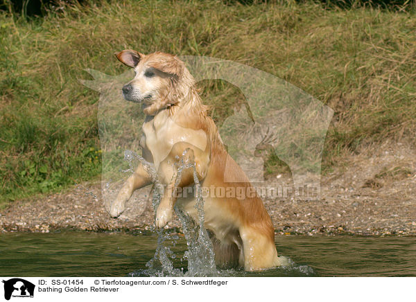 badender Golden Retriever / bathing Golden Retriever / SS-01454