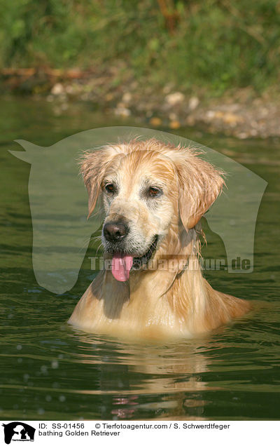 badender Golden Retriever / bathing Golden Retriever / SS-01456