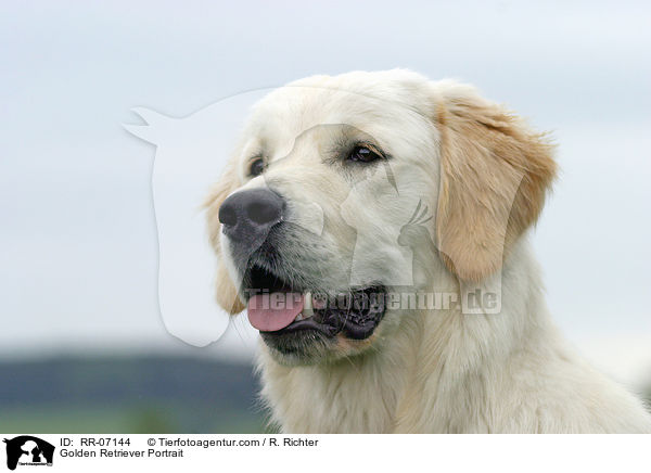 Golden Retriever Portrait / Golden Retriever Portrait / RR-07144