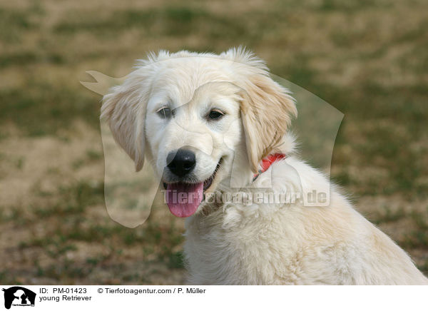 junger Golden Retriever / young Retriever / PM-01423