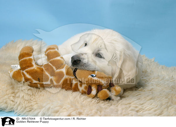 Golden Retriever Welpe / Golden Retriever Puppy / RR-07644