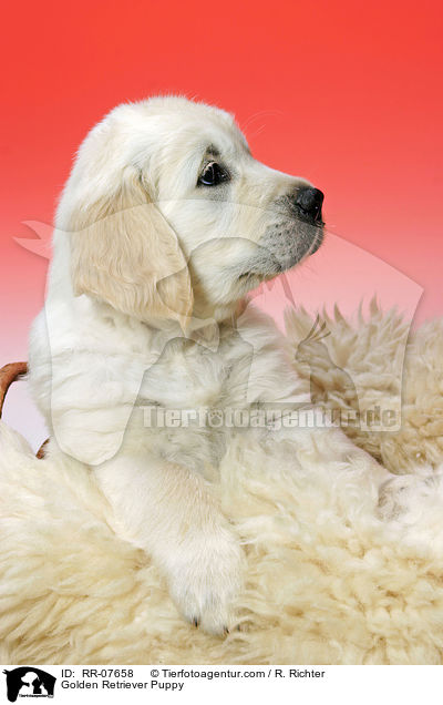 Golden Retriever Welpe / Golden Retriever Puppy / RR-07658