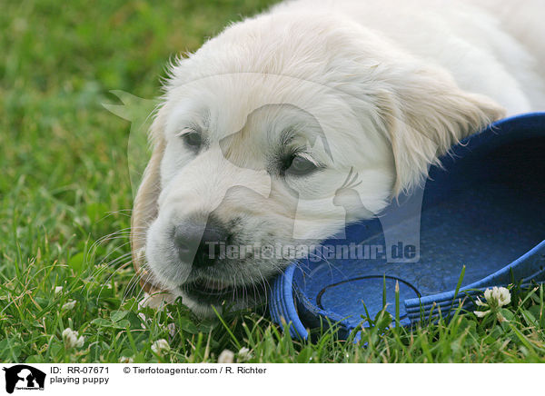 spielender Retriever Welpe / playing puppy / RR-07671