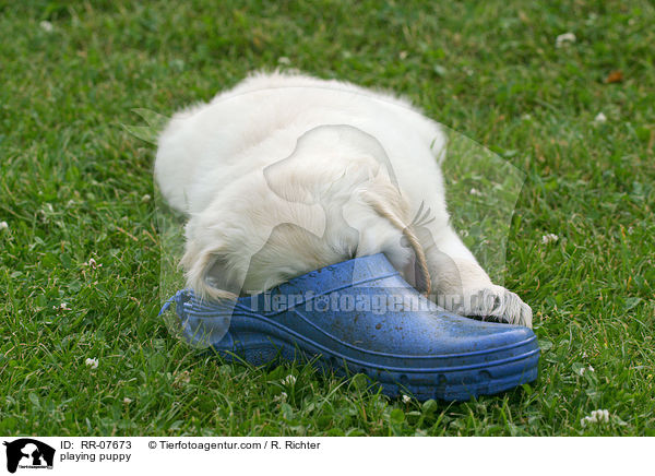 spielender Retriever Welpe / playing puppy / RR-07673