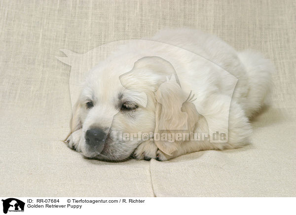 Golden Retriever Puppy / RR-07684