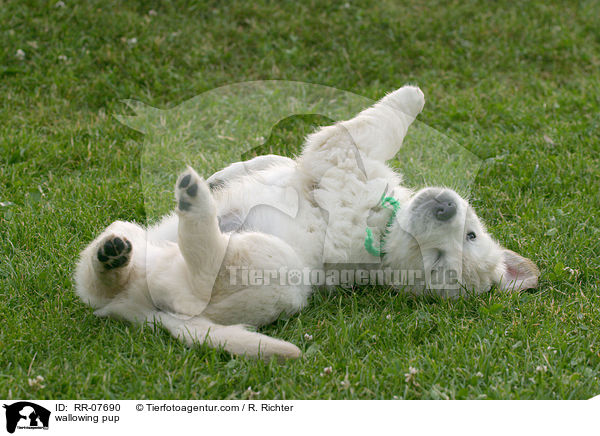 wallowing pup / RR-07690