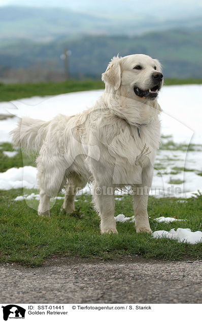 Golden Retriever / Golden Retriever / SST-01441