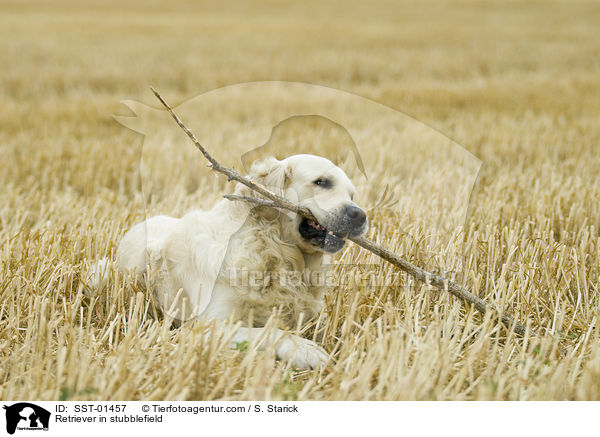 Golden Retriever im Stoppelfeld / Retriever in stubblefield / SST-01457