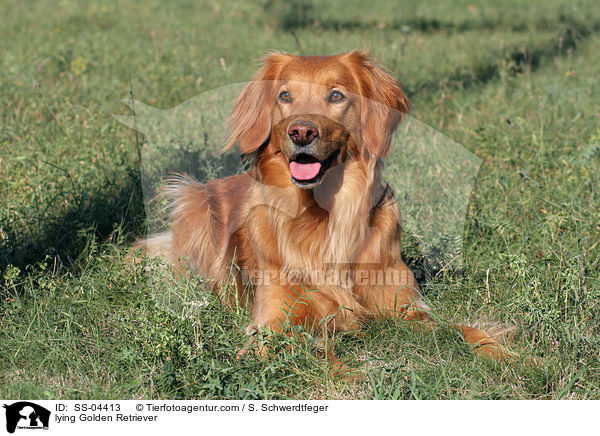 liegender Golden Retriever / lying Golden Retriever / SS-04413